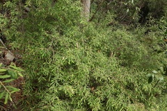 Grevillea linsmithii