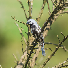 Sporophila melanogaster