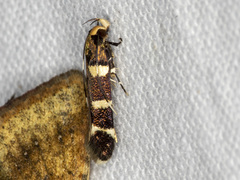 Limnaecia trissodesma