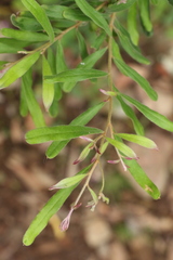 Grevillea linsmithii