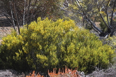 Acacia pachyphylla
