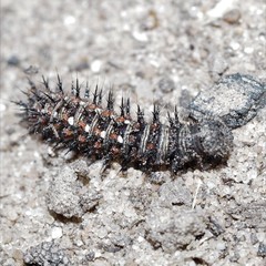 Vanessa virginiensis