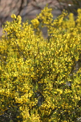 Acacia pachyphylla