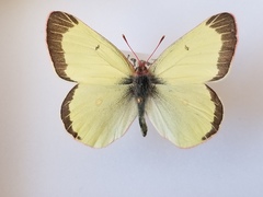 Colias gigantea