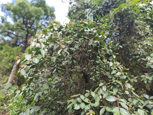 Myrcianthes callicoma