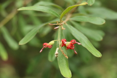 Grevillea linsmithii