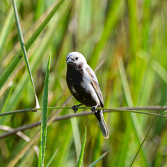 Sporophila melanogaster