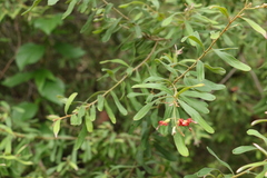 Grevillea linsmithii