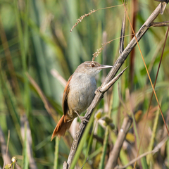 Limnoctites rectirostris