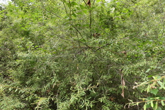 Grevillea linsmithii