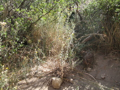 Heterotheca excelsior