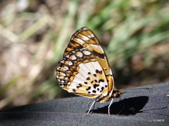 Byblia anvatara anvatara