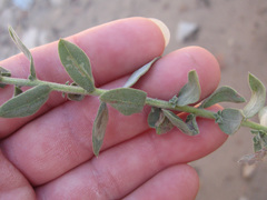 Heterotheca excelsior