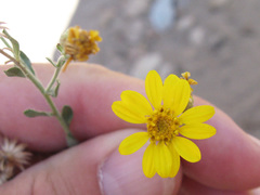 Heterotheca excelsior