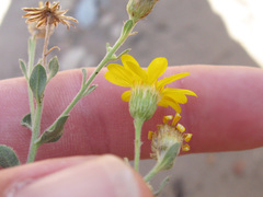 Heterotheca excelsior