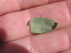 Heterotheca excelsior