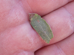 Heterotheca excelsior