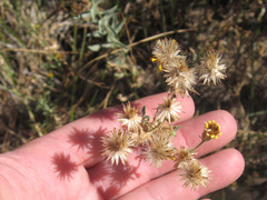 Heterotheca excelsior