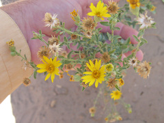 Heterotheca excelsior