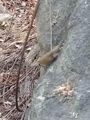 Sceloporus hunsakeri