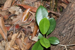 Hoya australis australis