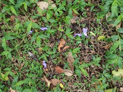 Jacaranda mimosifolia