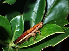 Drymaplaneta heydeniana