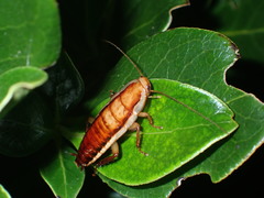 Drymaplaneta heydeniana