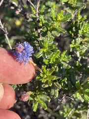 Ceanothus dentatus