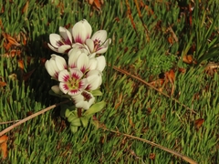 Gentianella cerina