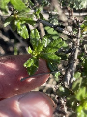 Ceanothus dentatus