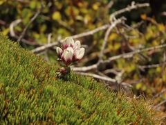Gentianella cerina