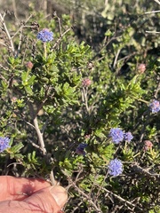 Ceanothus dentatus