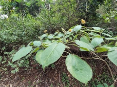 Solanum abutiloides