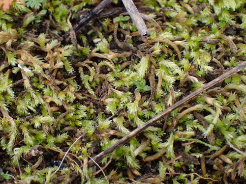 Image of Homalothecium arenarium by no rights reserved