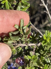 Ceanothus dentatus