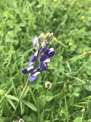 Lupinus pubescens