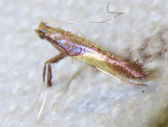 Caloptilia celtidis