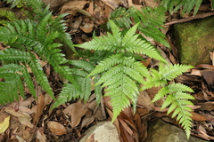 Davallia solida pyxidata