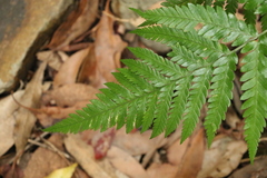 Davallia solida pyxidata