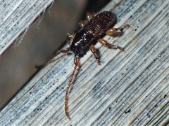 Microlamia pygmaea