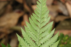 Davallia solida pyxidata