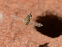 Cryomyia