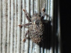 Microcryptorhynchus perpusillus