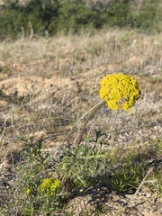Lomatium parvifolium