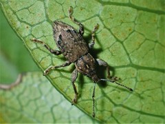 Chalepistes compressus