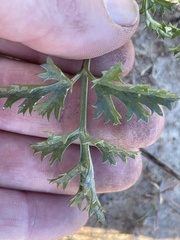 Lomatium parvifolium