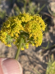 Lomatium parvifolium