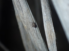 Microcryptorhynchus perpusillus