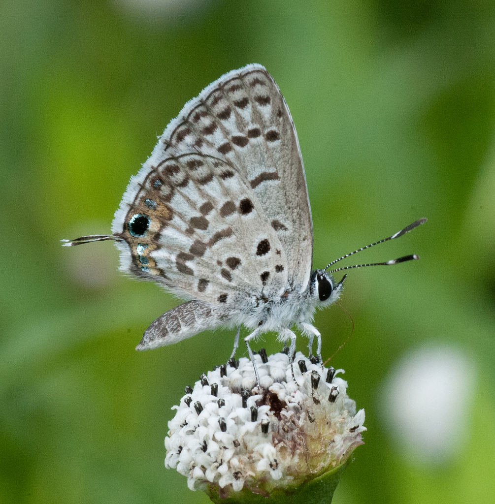 Antillean Blue